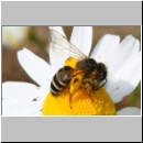 Andrena flavipes - Sandbiene w18a 10mm OS-Hasbergen-Lehmhuegel.jpg